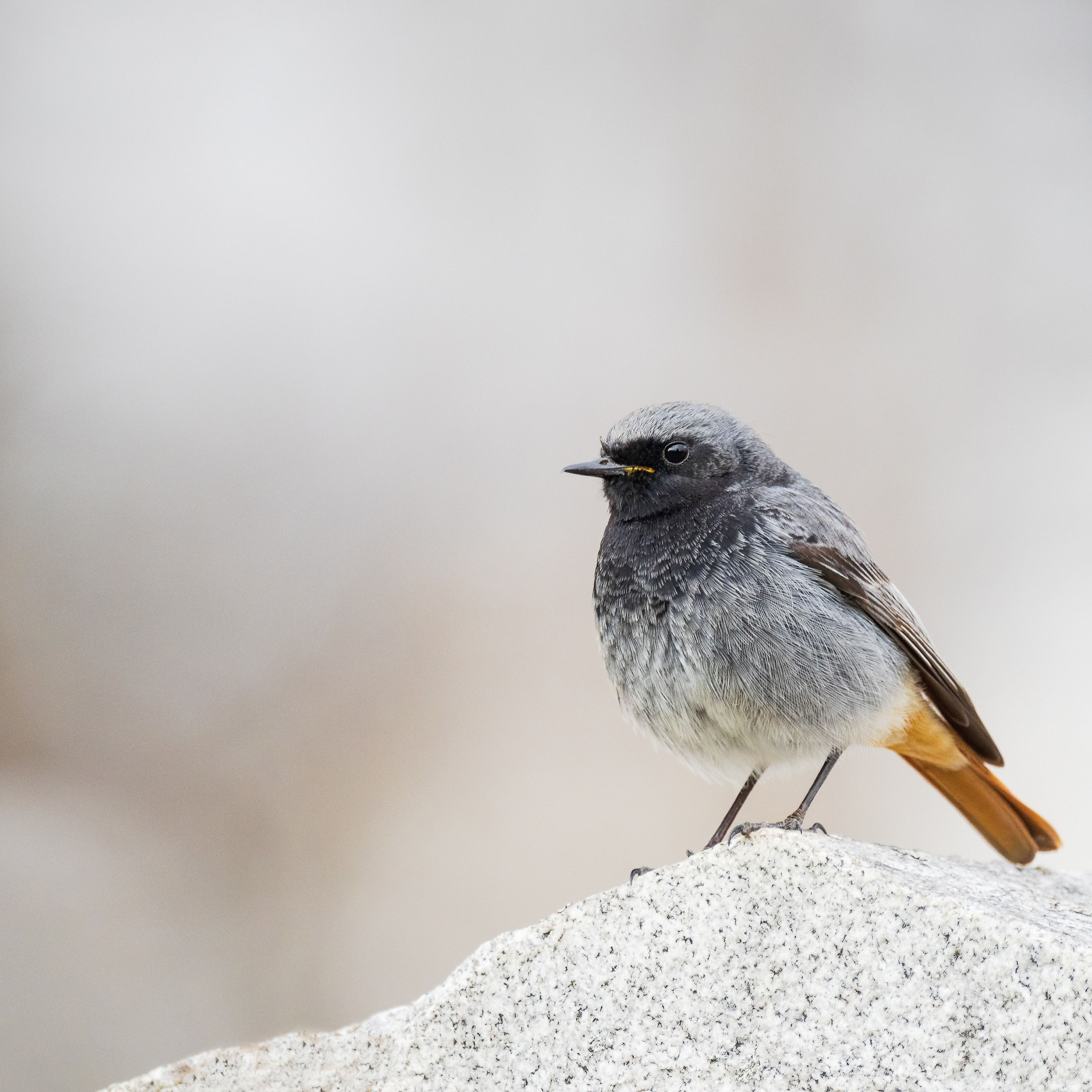 EosR 9552 April 2021 Bearbeitet Bearbeitet