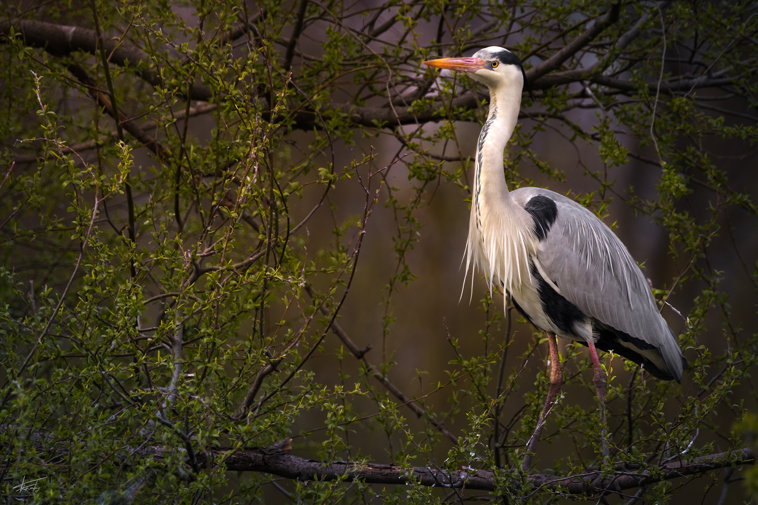 EosR 9819 April 2021 Bearbeitet Bearbeitet