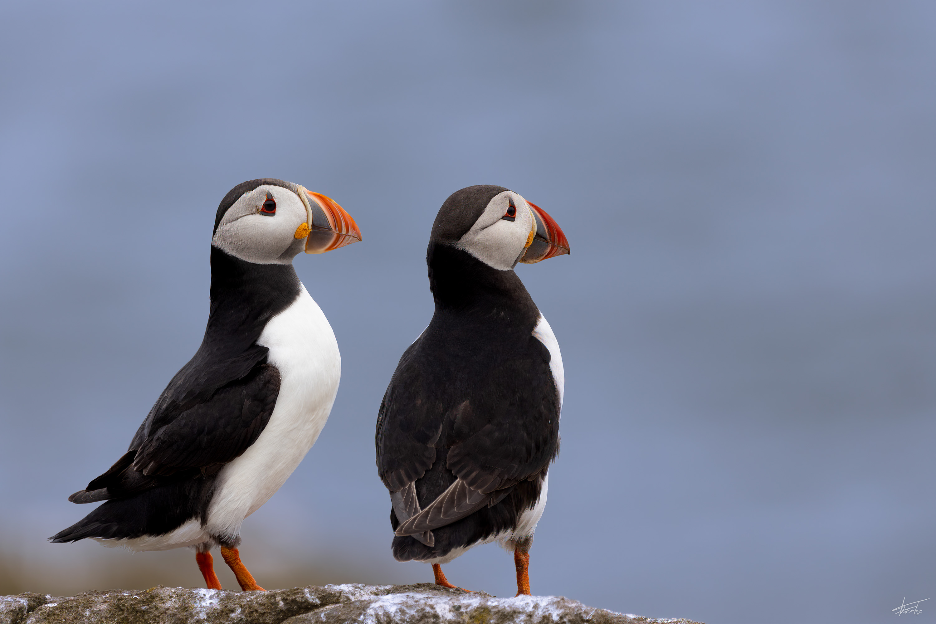  W0A2593 Bearbeitet FF