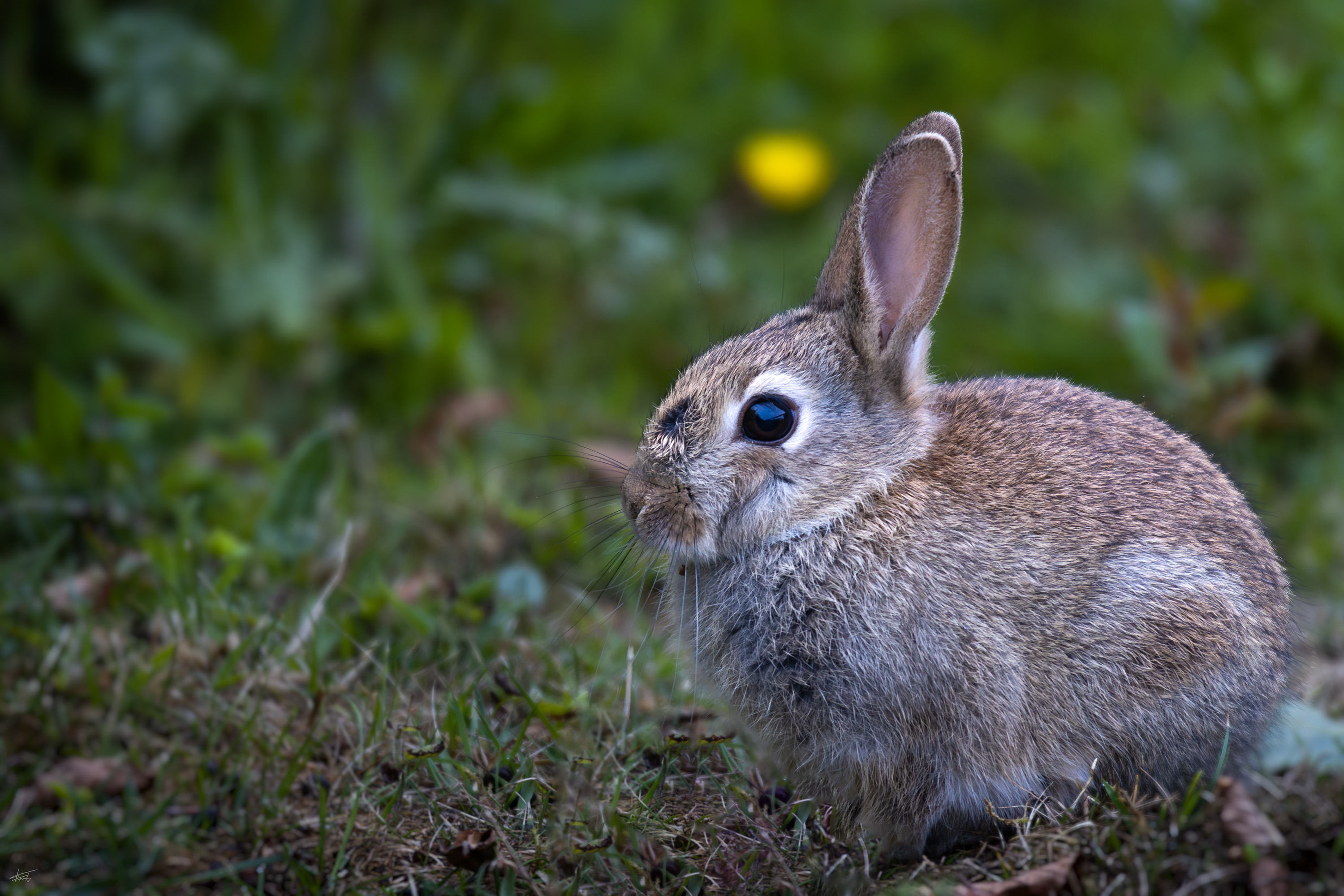  W0A2983 Verbessert RR Bearbeitet FF